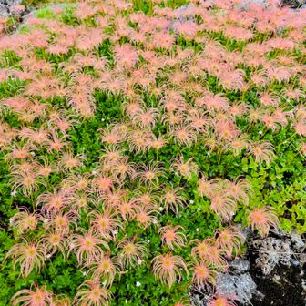 お池めぐりは、お花巡り🌼
たくさんの可憐なお花に出会いました😊
チングルマのブーケ💐