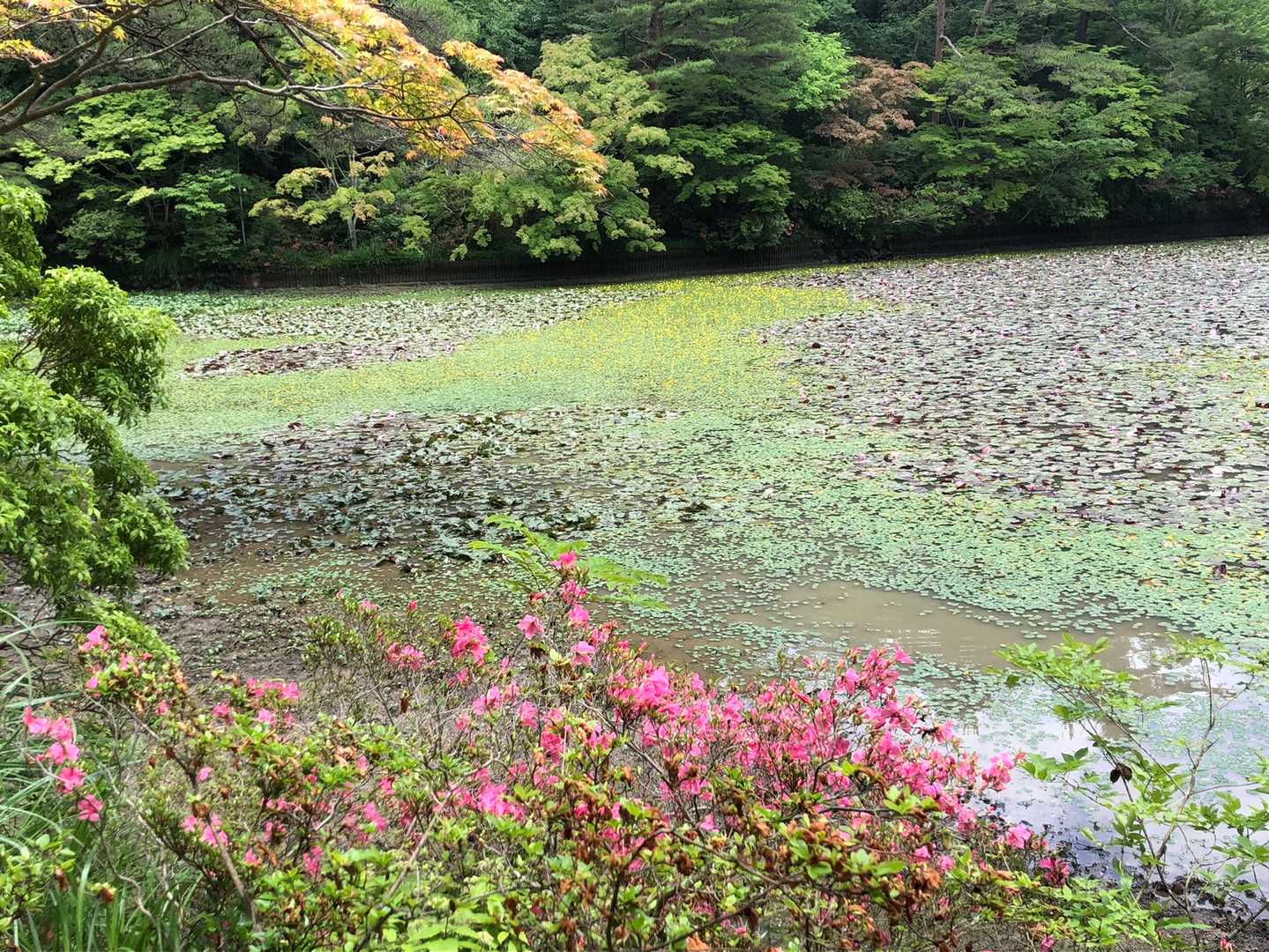森林植物園。長谷池には睡蓮の花と黄色い花が
池全体を覆い尽くしてました。
