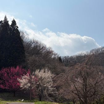 双月公園の紅白の梅の木と盃山。
ここも毎年写真を撮る☝️
