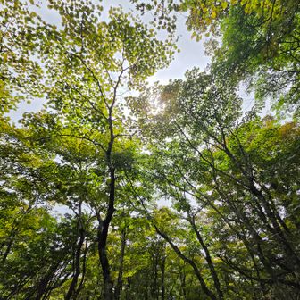弥山小屋に戻り、早めの昼食をとって、下山します。
紅葉🍁すると、もっと綺麗なんだろうな😊