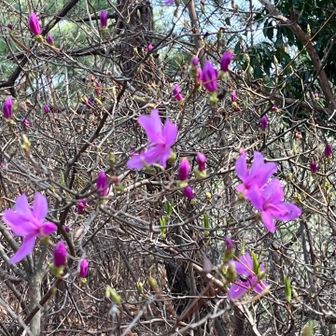 トウゴクミツバツツジも咲いてました