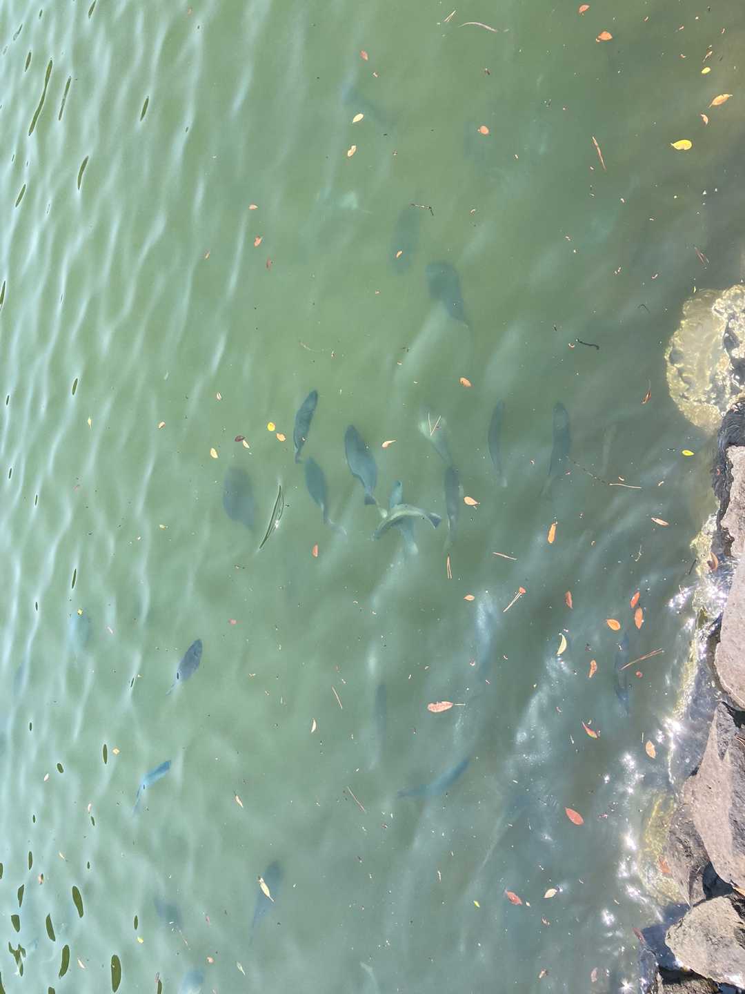 飼い慣らされた魚たちよ🐟