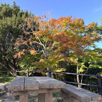 ちょぴっと紅葉🍁