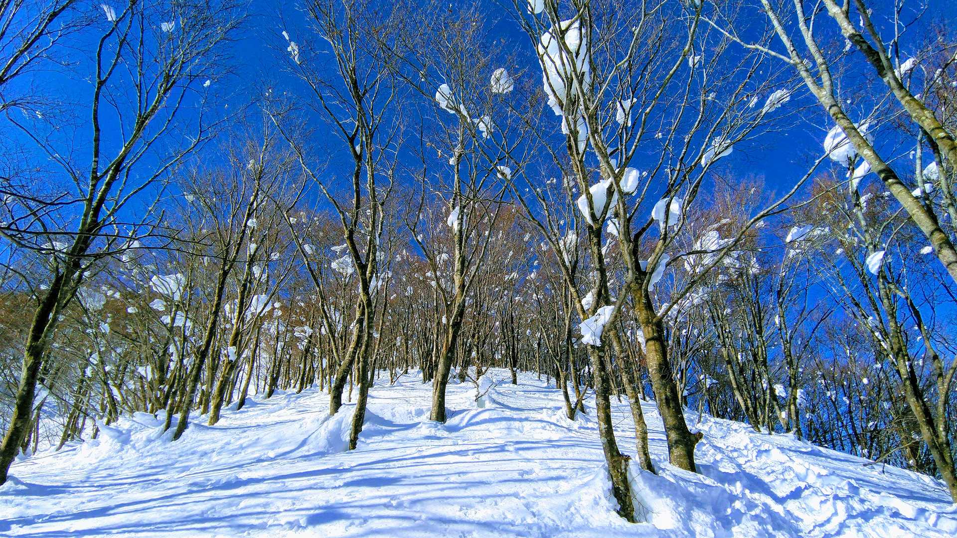 銀杏峯登山口-名松新道登山口-銀杏峯 往復コースの写真