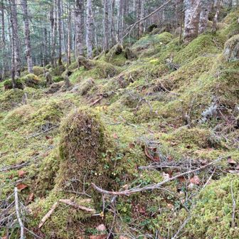 苔が岳