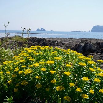 荒崎
海流でタネが運ばれて色んな花が咲くらしい