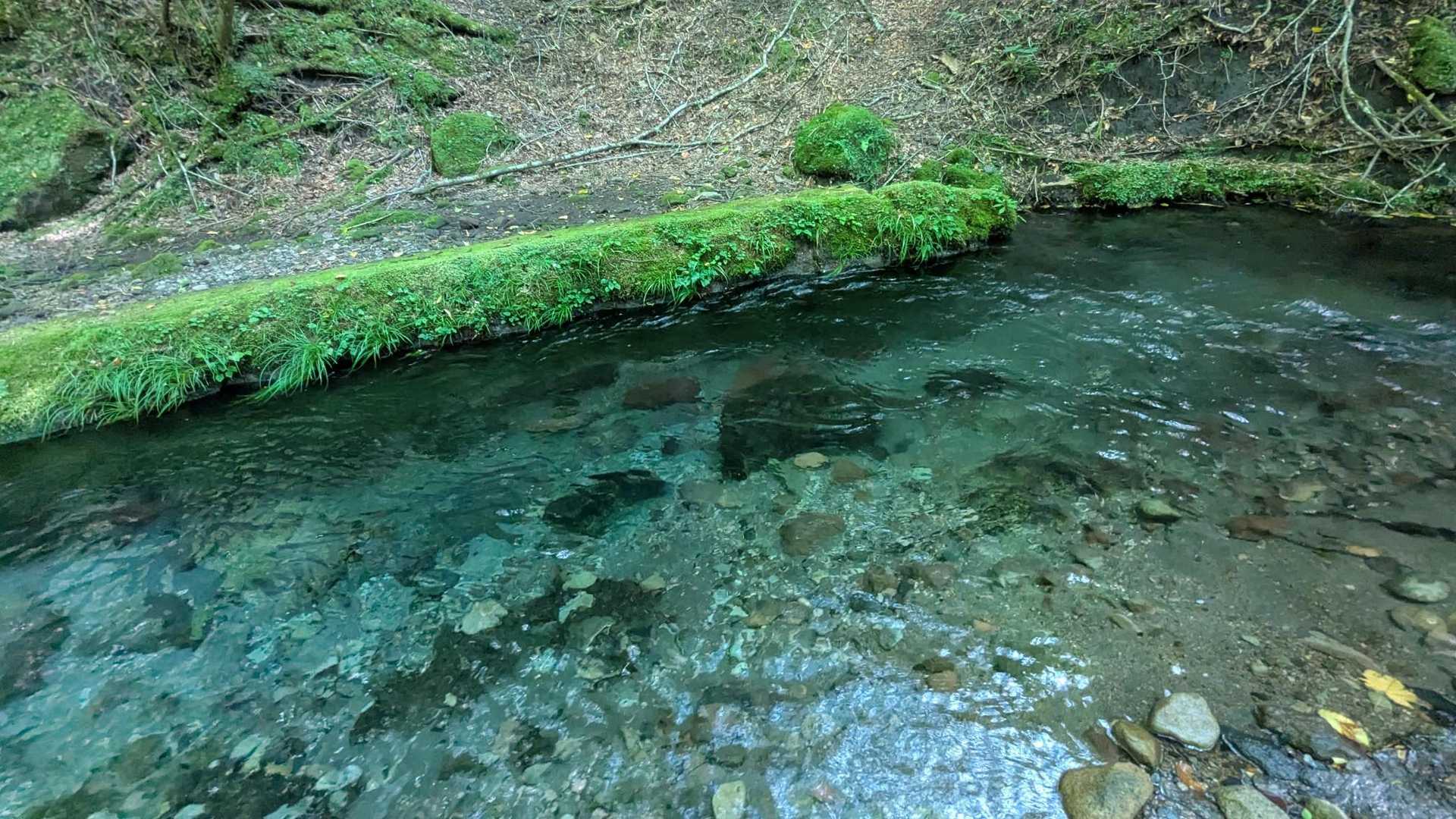 男池登山口-ソババッケ-大戸越-北大船山-大船山-御池-男 周回コースの写真
