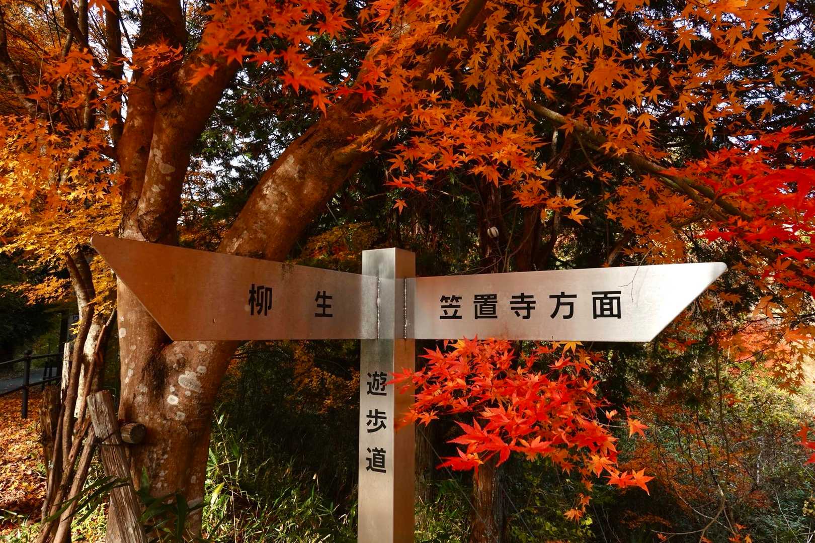 一番の見頃の紅葉もけっこうあります