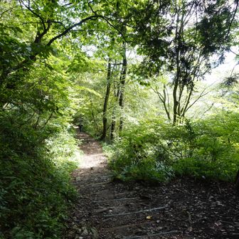 下山中は、光の多い道でした。しかも、どんどんしたから登ってこられます。