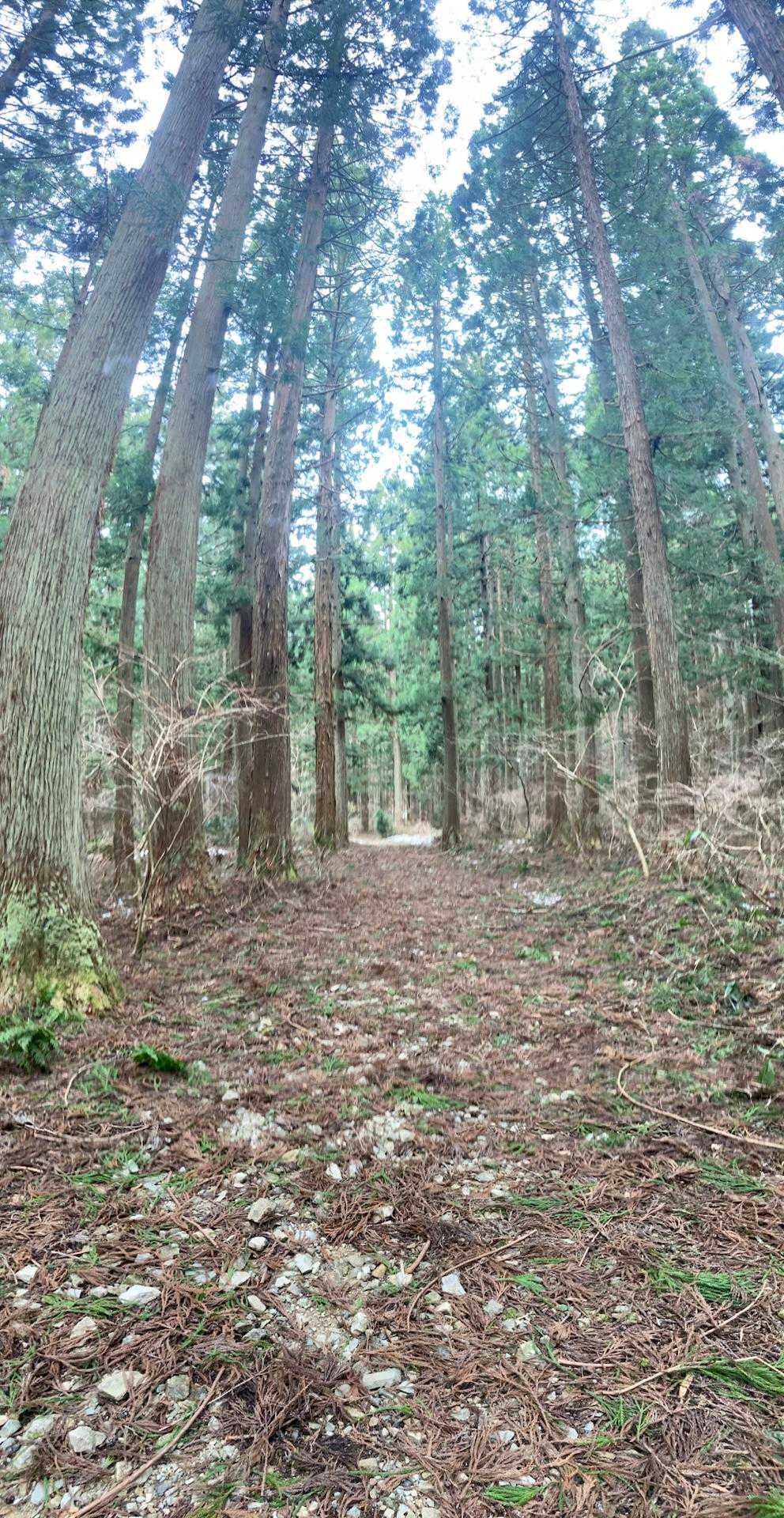 毛無山-白馬山-俣野越-金ヶ谷山 周回コースの写真