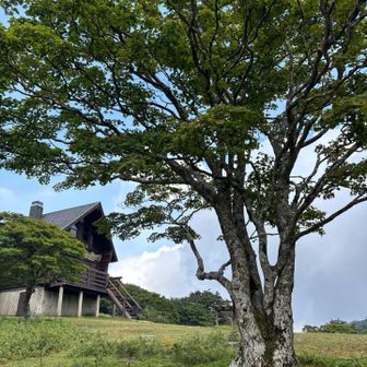 Takuさんから
これがシンボルツリーだと教わる🌲

冬の樹氷と御来光の人気スポットらしい