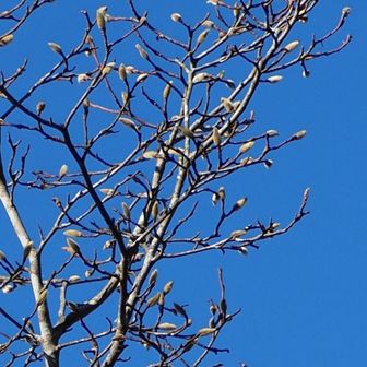 シデコブシ。
冬芽の様子。