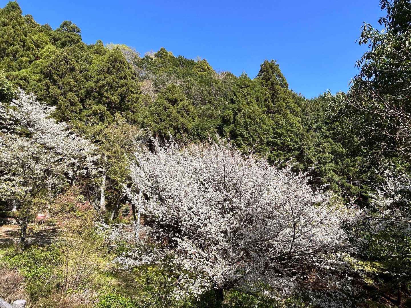 桜🌸がまだ残っていて青空といい感じ🩵