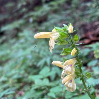 唯一撮った🌼