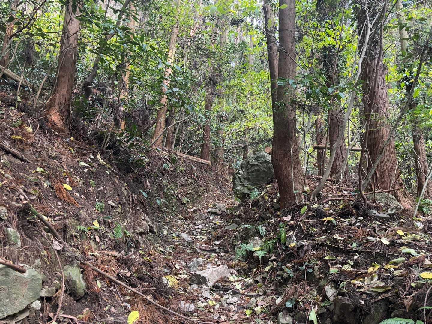 立花山 周回コースの写真