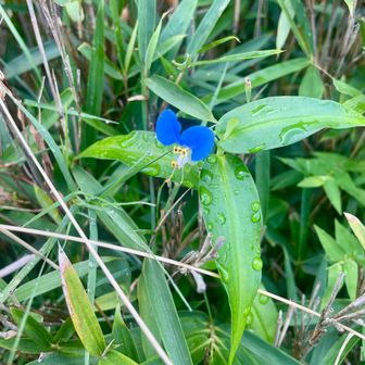 愛猫が好きだった花。