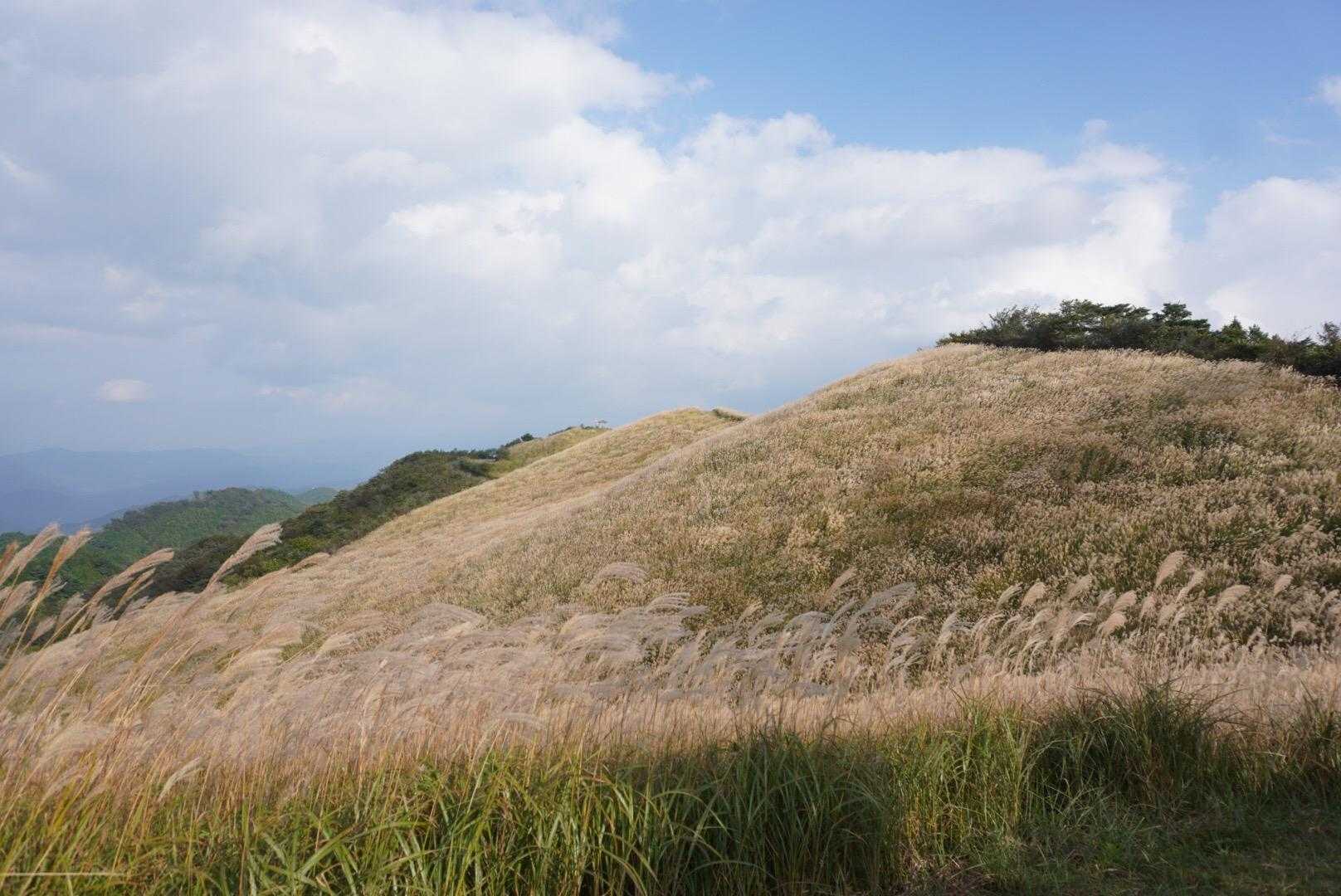 きれー！✨　黄金の草原🤩