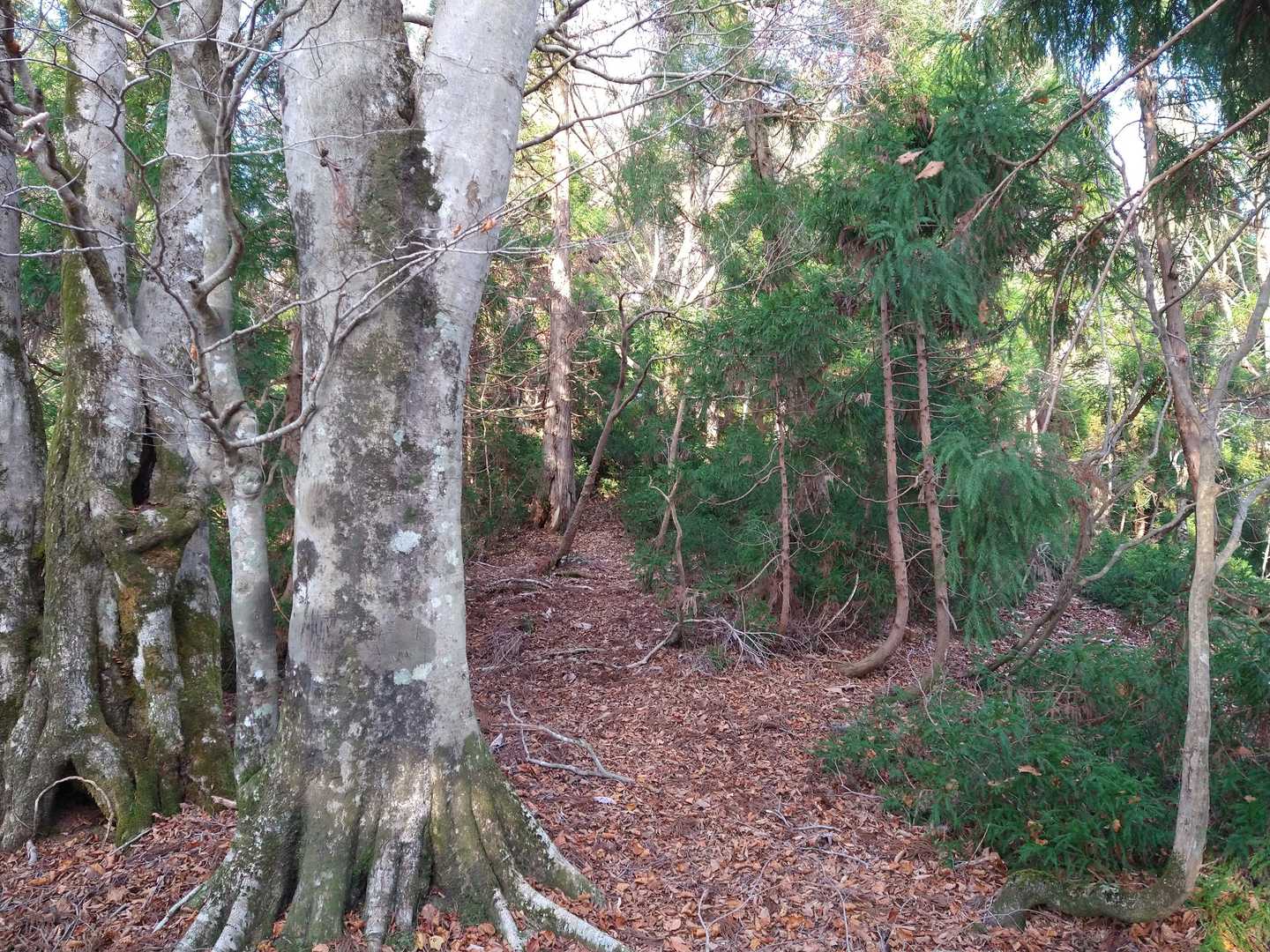 こんな感じです。
尾根筋を間違え無い様に気を付けます。