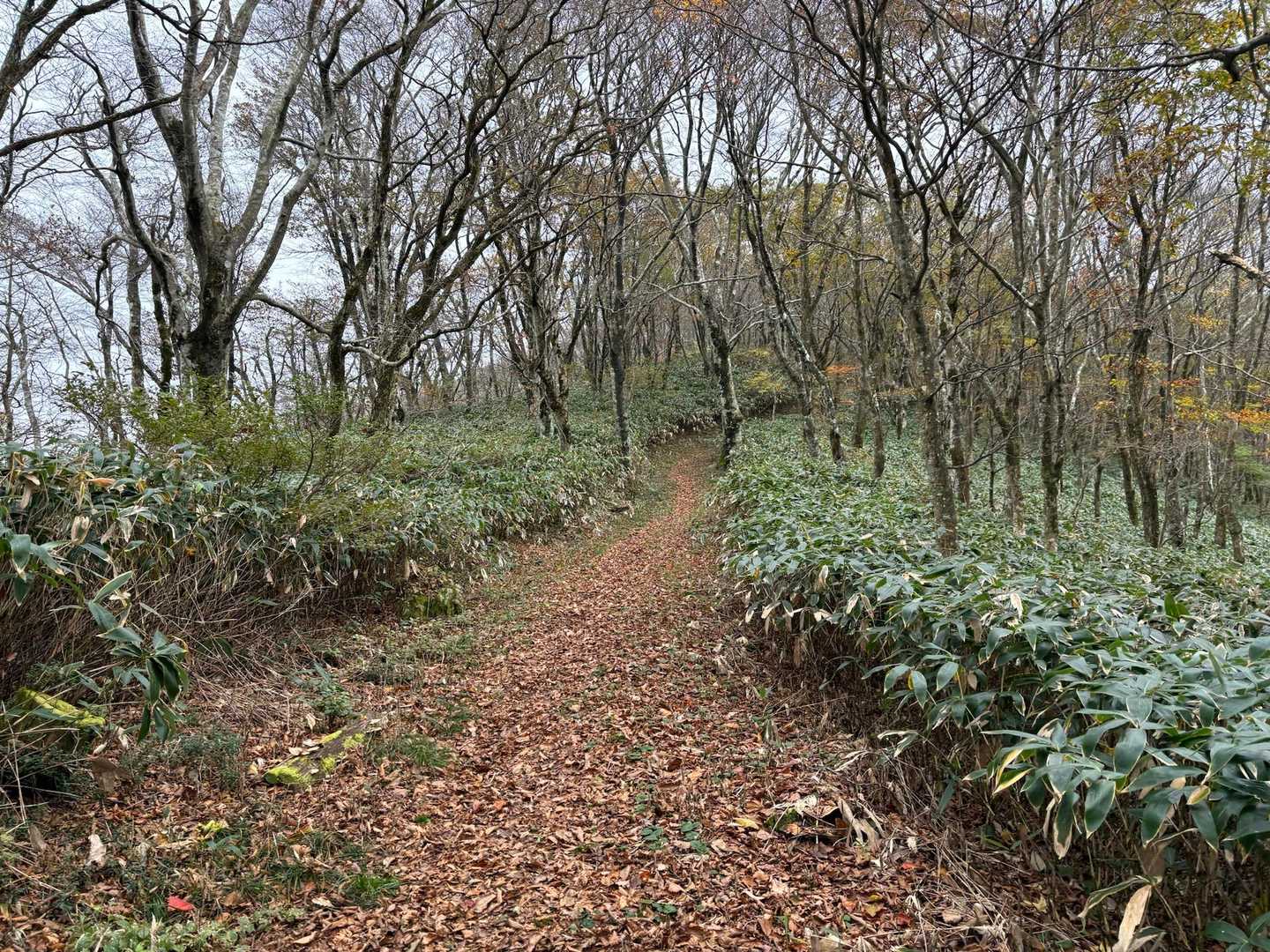 ずっとこんな感じの素敵な歩きやすい道
傾斜も緩やかです︎👍🏻 ̖́-