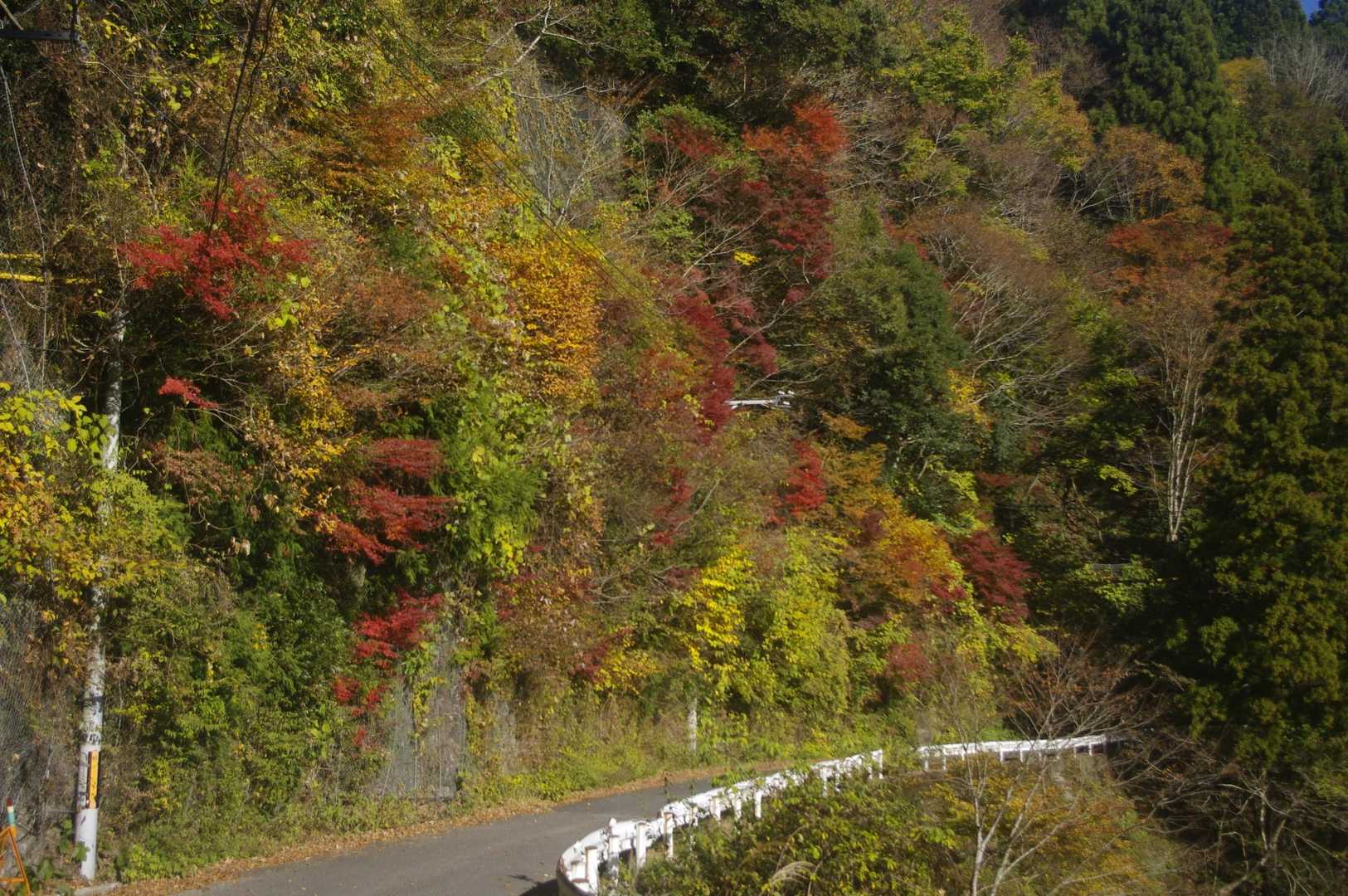 道路まで降りてきました