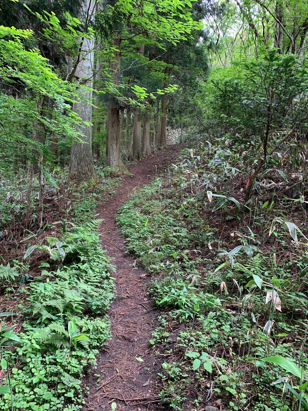 多飯が辻山 往復コースの写真