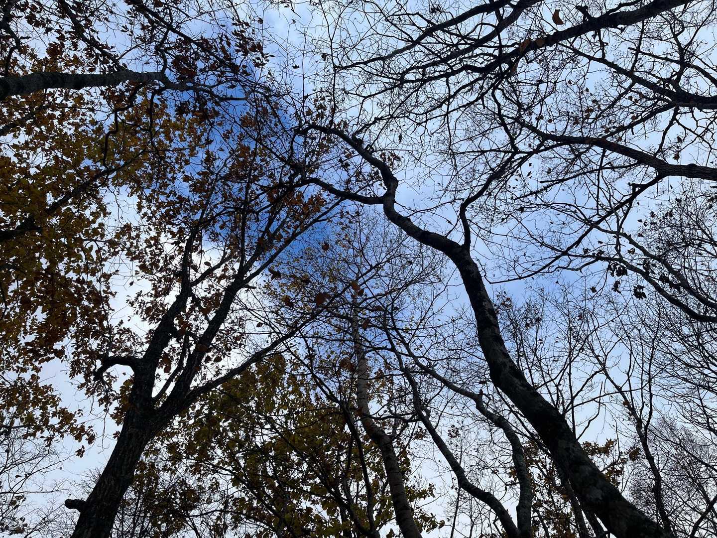たまに青空