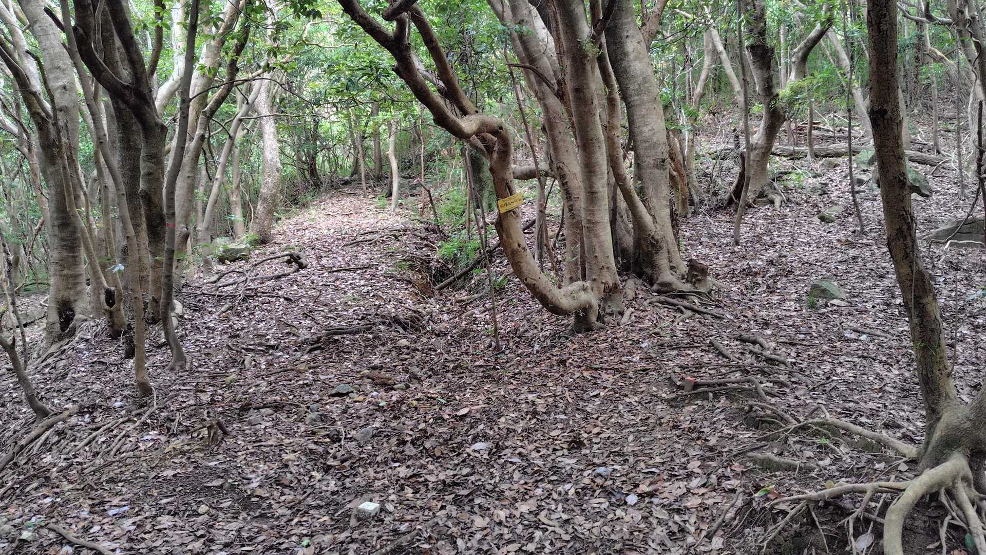 山頂に近いここで迷った😅
三叉路になっているここを一番右の道に行く。よく見ると黄色い標識があった😅