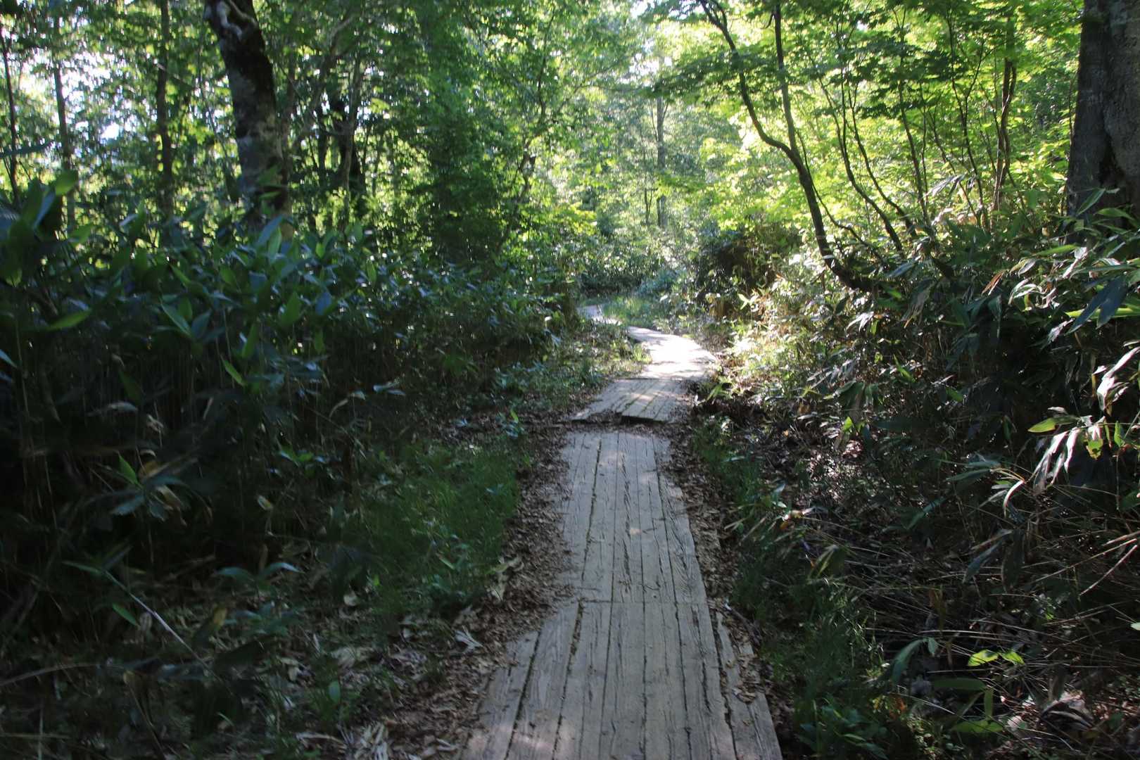 燧ヶ岳からの長く急な登山道の終わりは突然に！

木道ストーリーは突然に！

ここから見晴エリアまで急ぎます💦
リコさん16時までには宿に着かなきゃなのに大遅刻🙈転んだからね🤣