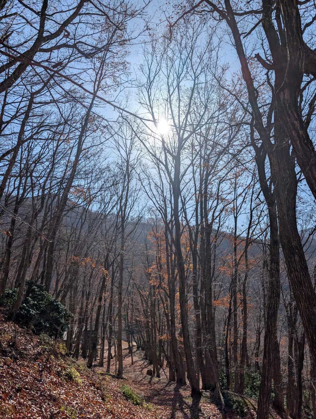紅葉🍁は既に終わった
　視界が開けててこんな景色も好き