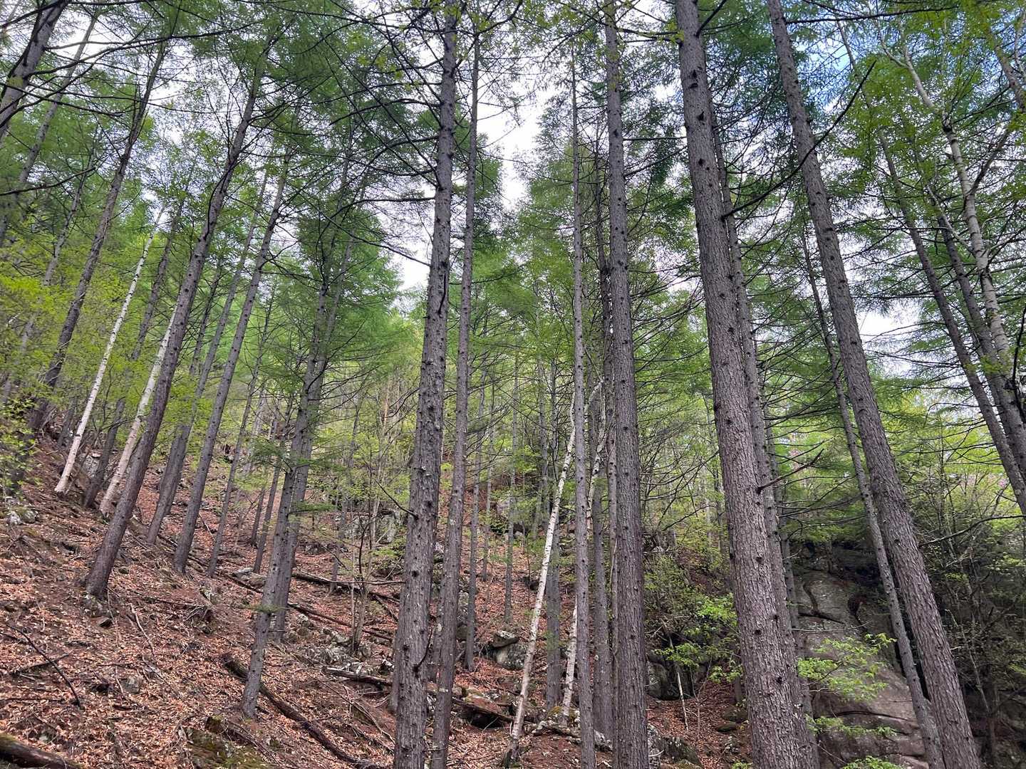 かなり降りてきました。
ここからは気持ちの良い新緑の登山道