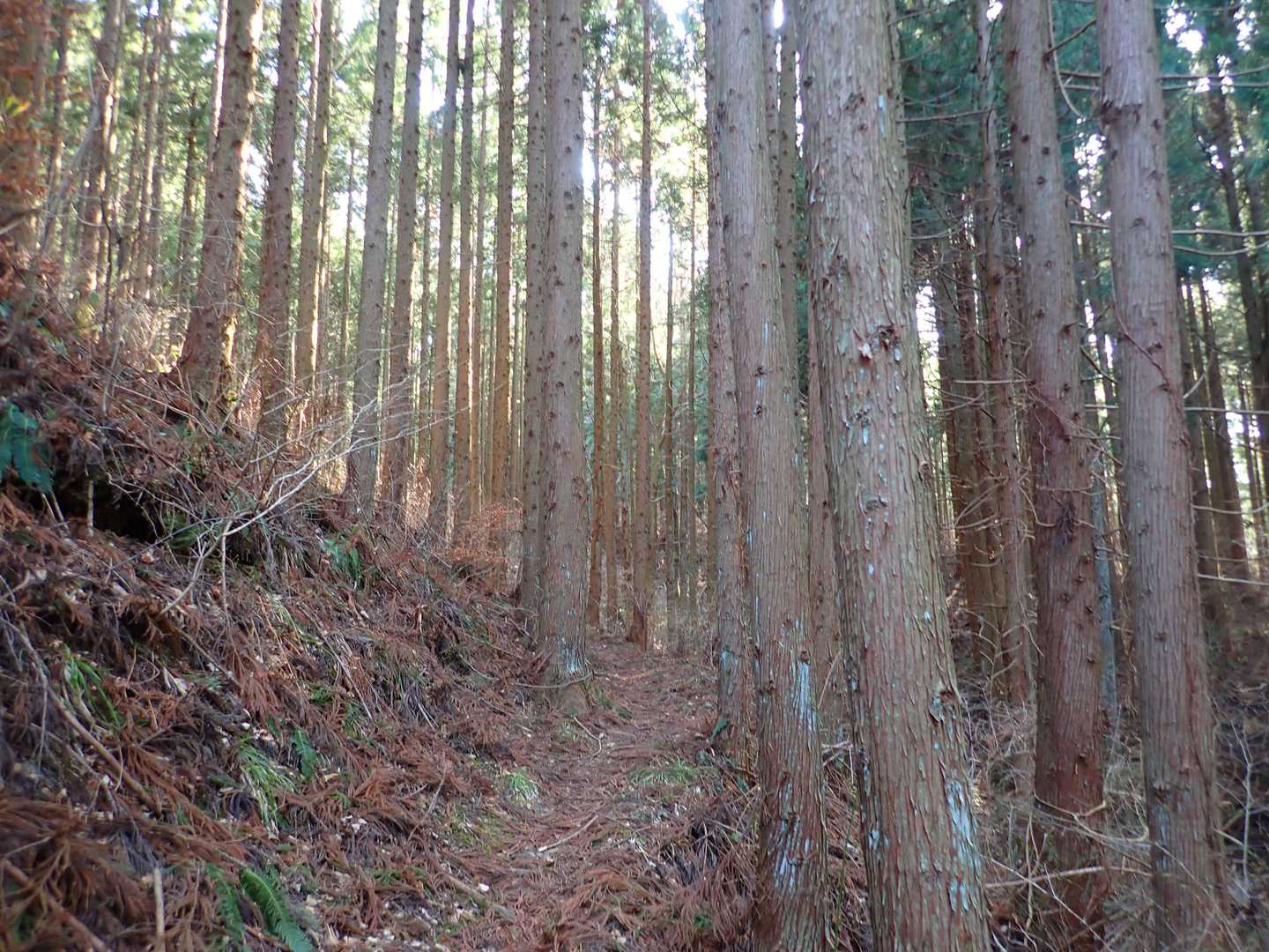 杉林通過中は涙と鼻水
急げ～💨💨