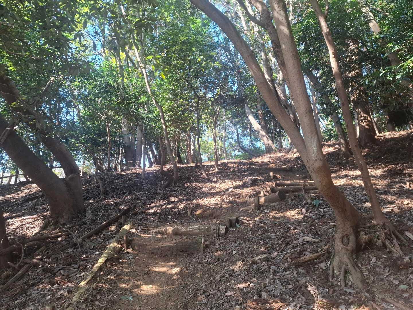 丸山 往復コースの写真