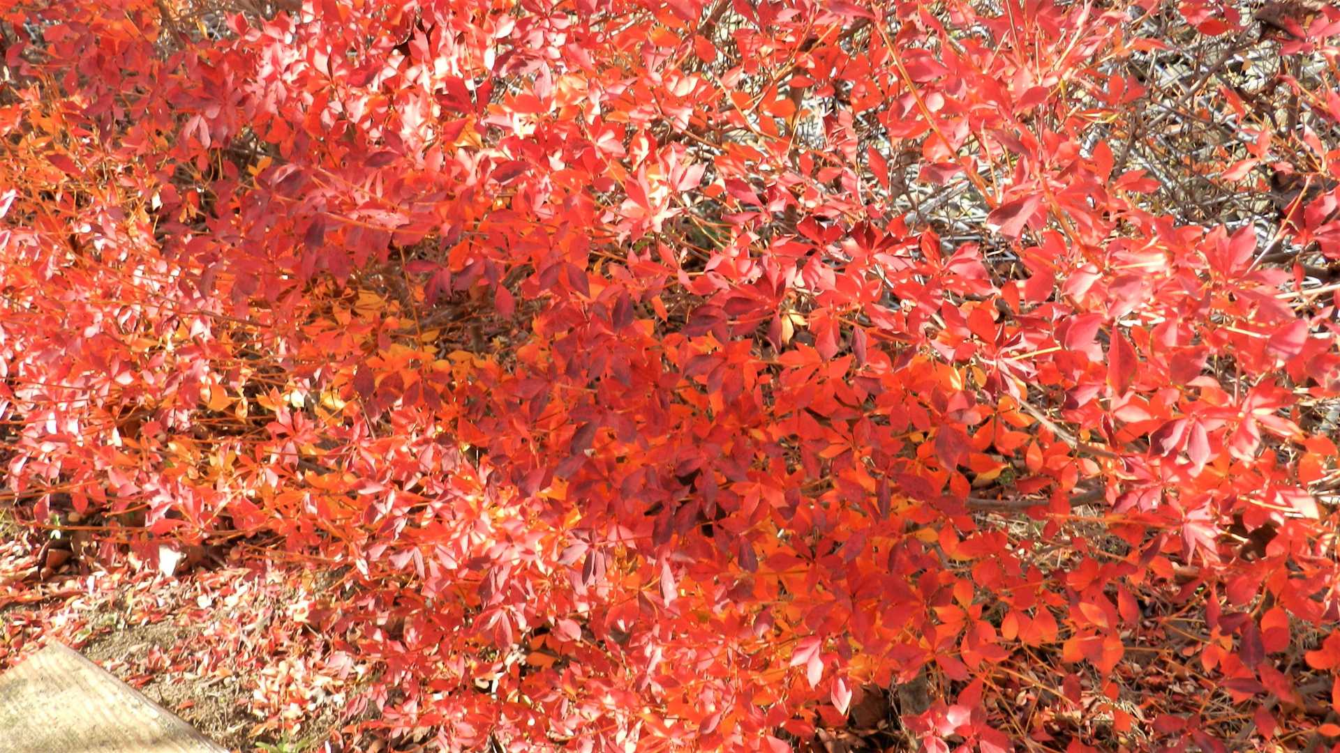ええやん、ええやん🍁