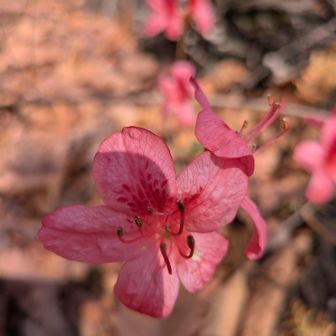 早咲きのヤマツツジ
