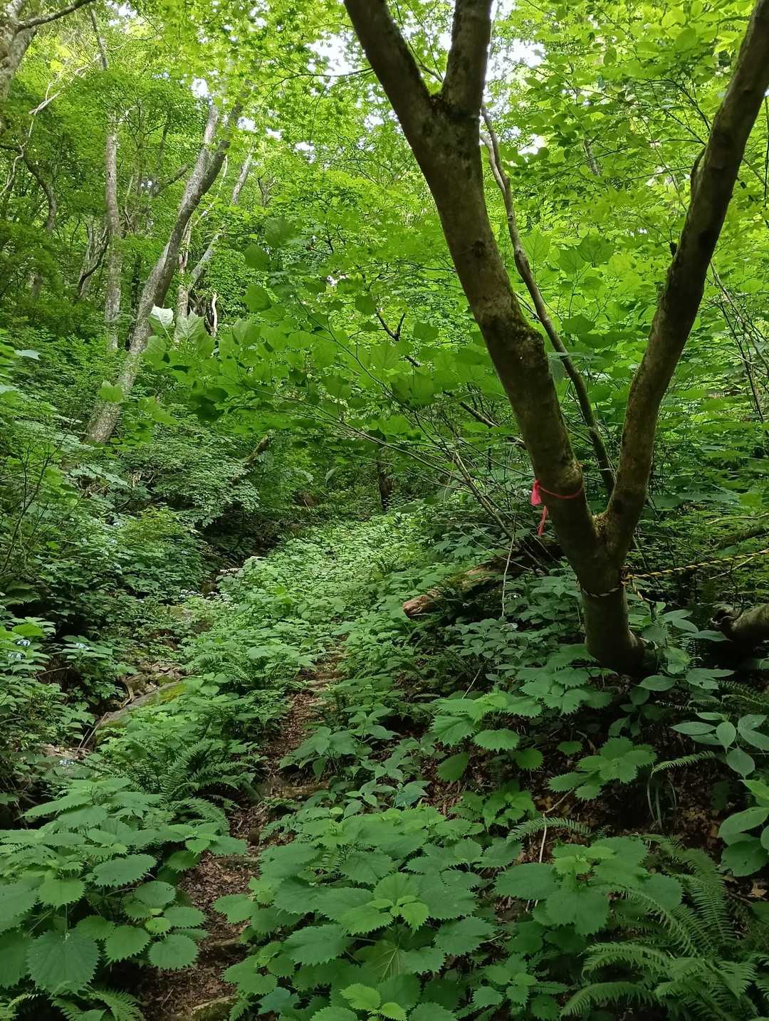 登山道が草に埋もれてて時々見失いがち