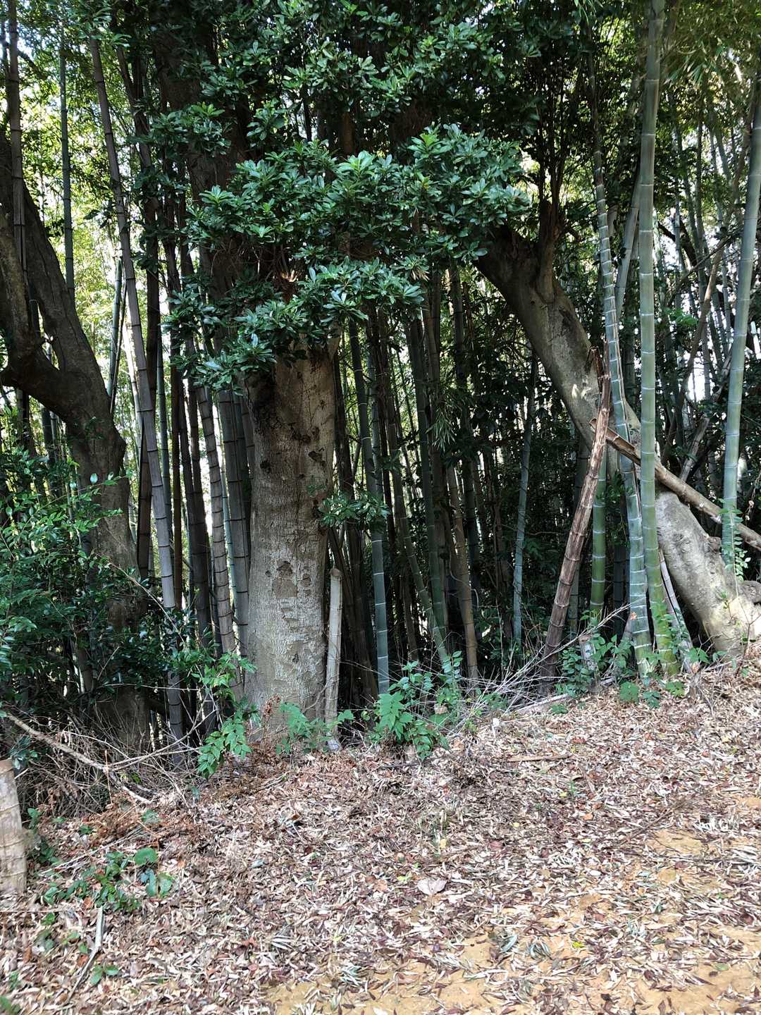 椎木山山頂です⛰
直ぐ横にはお墓があります🪦😌