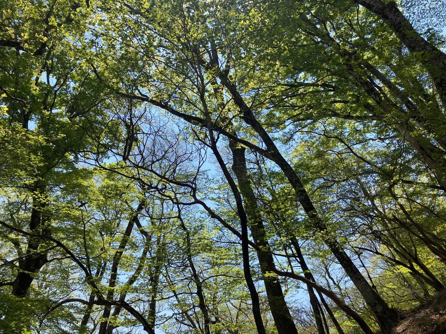 ブナ林美しい〜✨