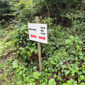 桜広場🌸方面へ