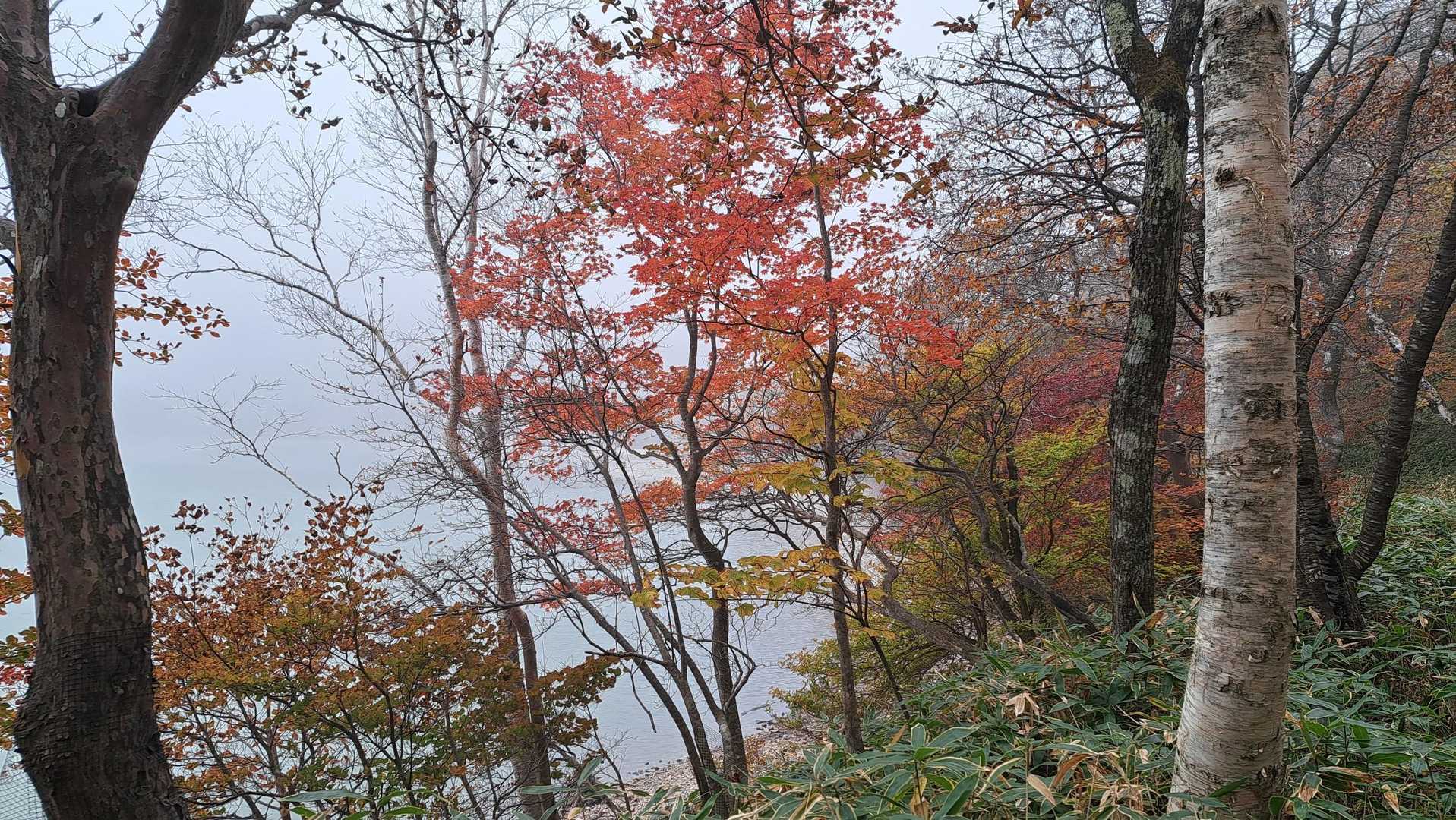 小沼周辺の紅葉。