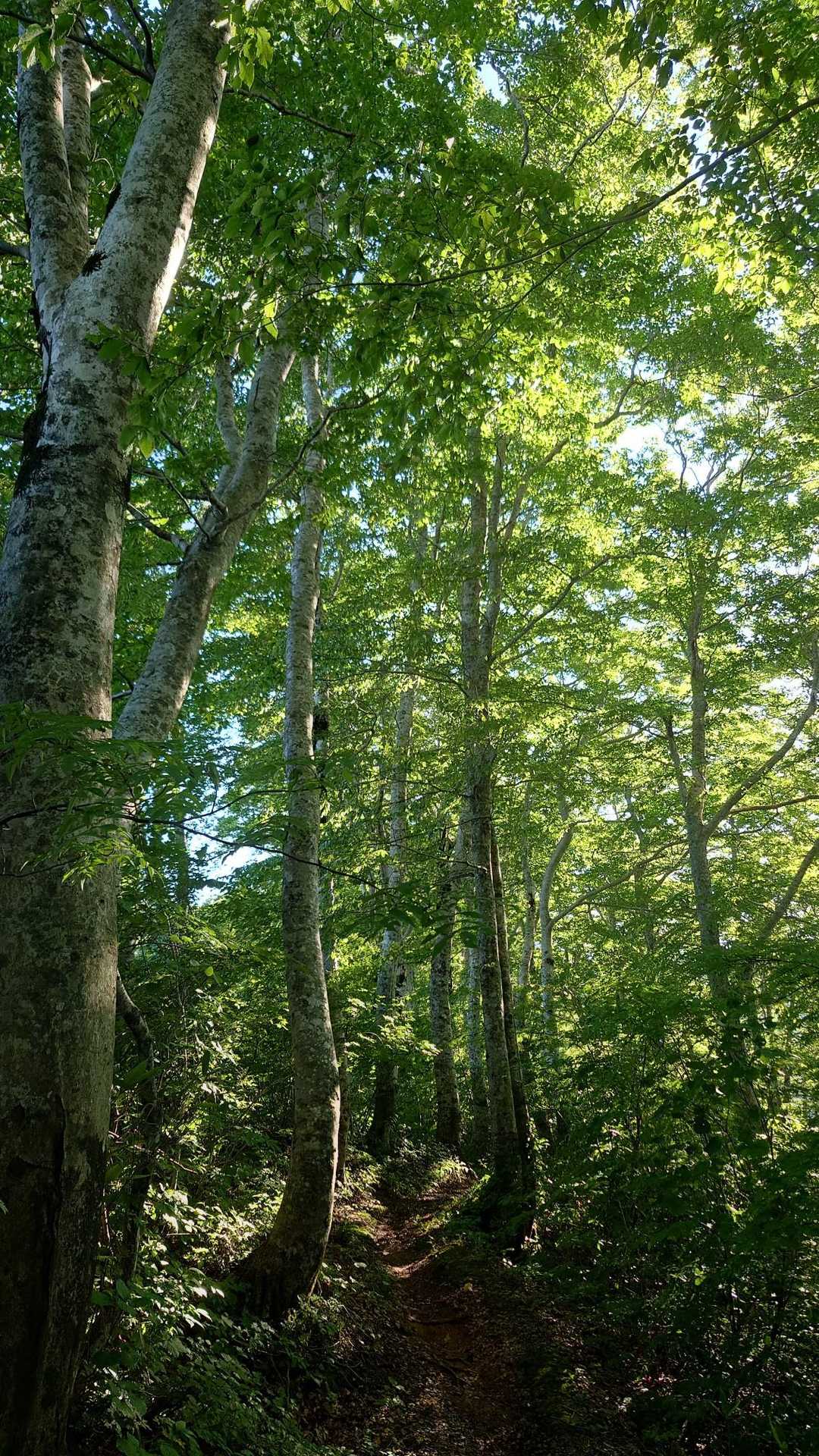 ブナ林に囲まれた登山道が続きます。
ブナの道はやっぱり気持ちイイ！

