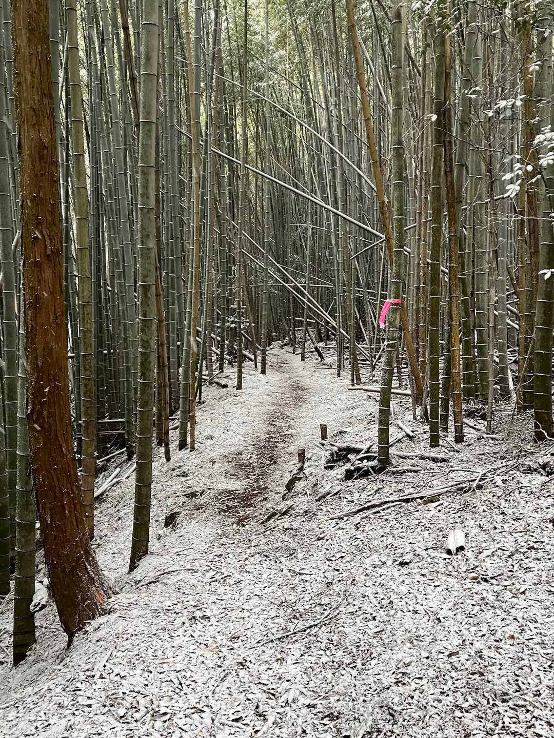 雪の竹林✨