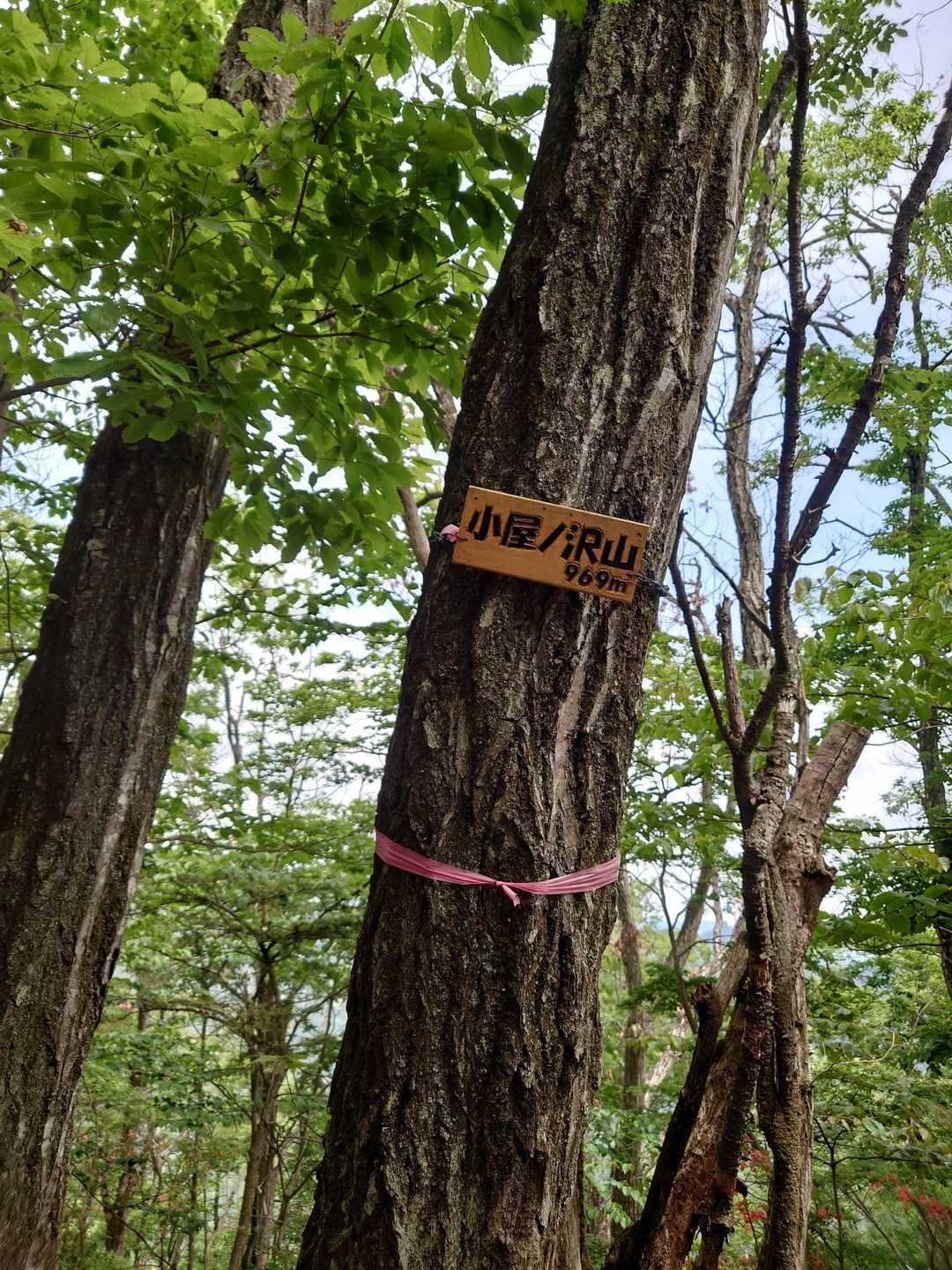 小屋ノ沢山とうちゃこ
眺望はありません