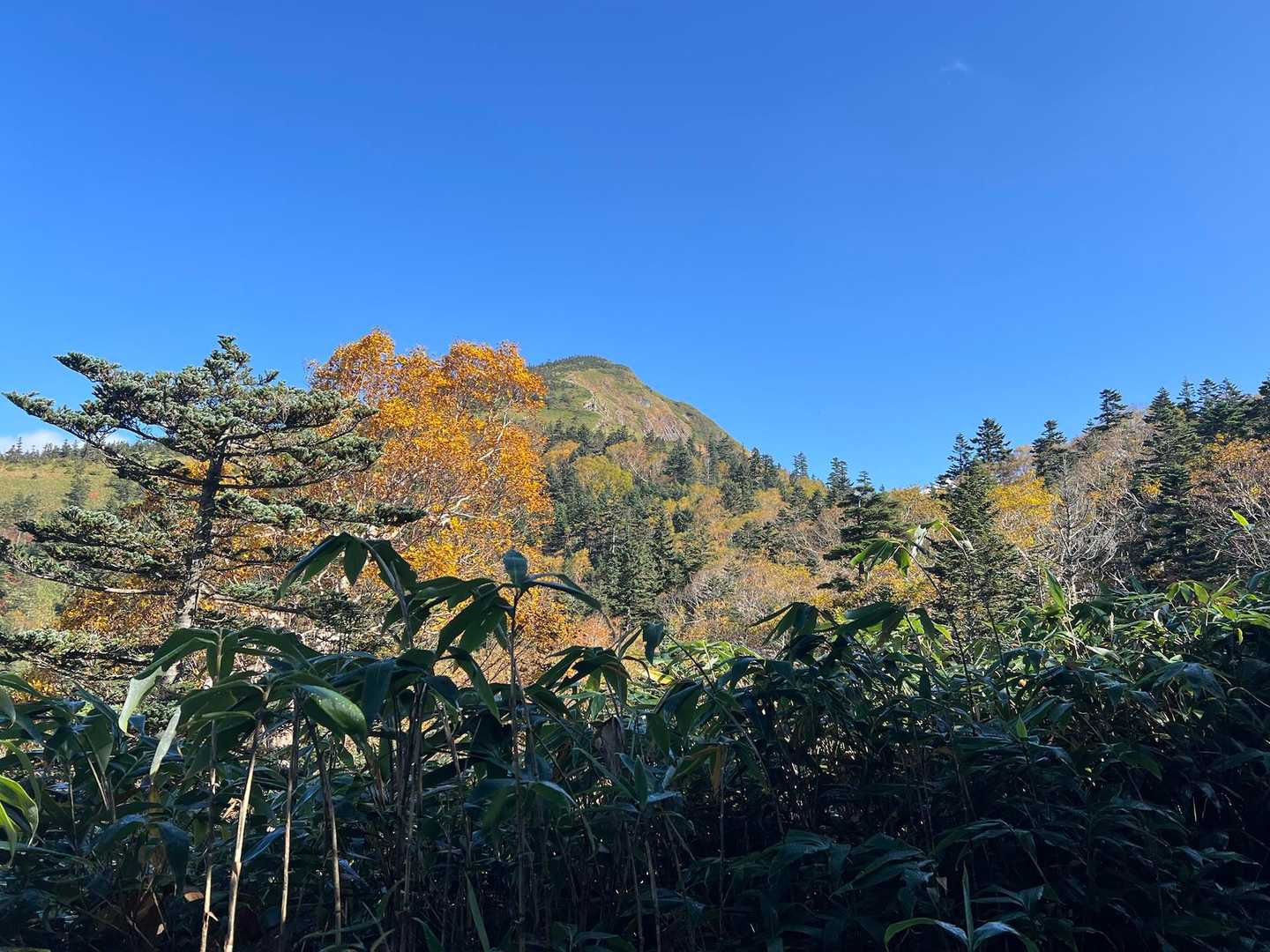 山頂駅-金山沢の頭-裏寺子屋山-岩菅山-裏岩菅山-一の瀬バ 縦走コースの写真