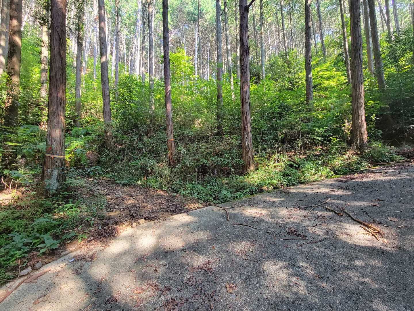 普通にコンクリートの道を歩いて行きそうになりますが木にテープ貼っているここから登山道に入ります