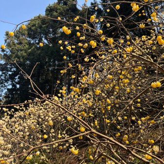 甘いかおり。でも蝋梅ほど強くない。