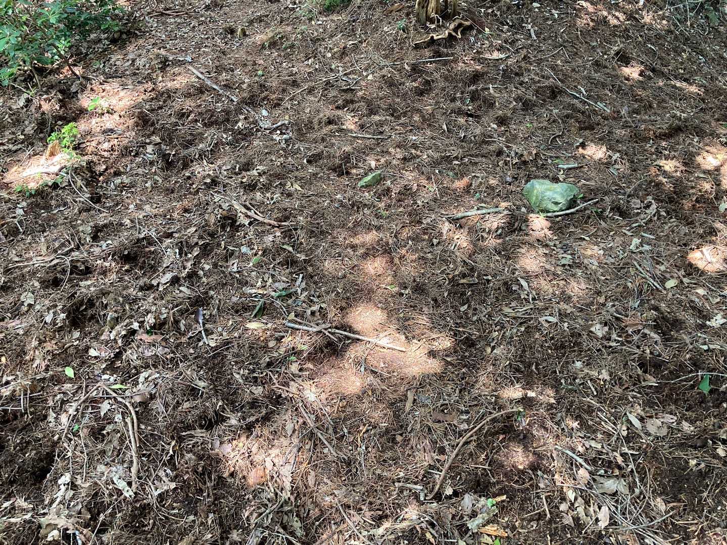 瓜坊を一匹目撃🐗
でも動きが早すぎて撮影不可🙅‍♂️
