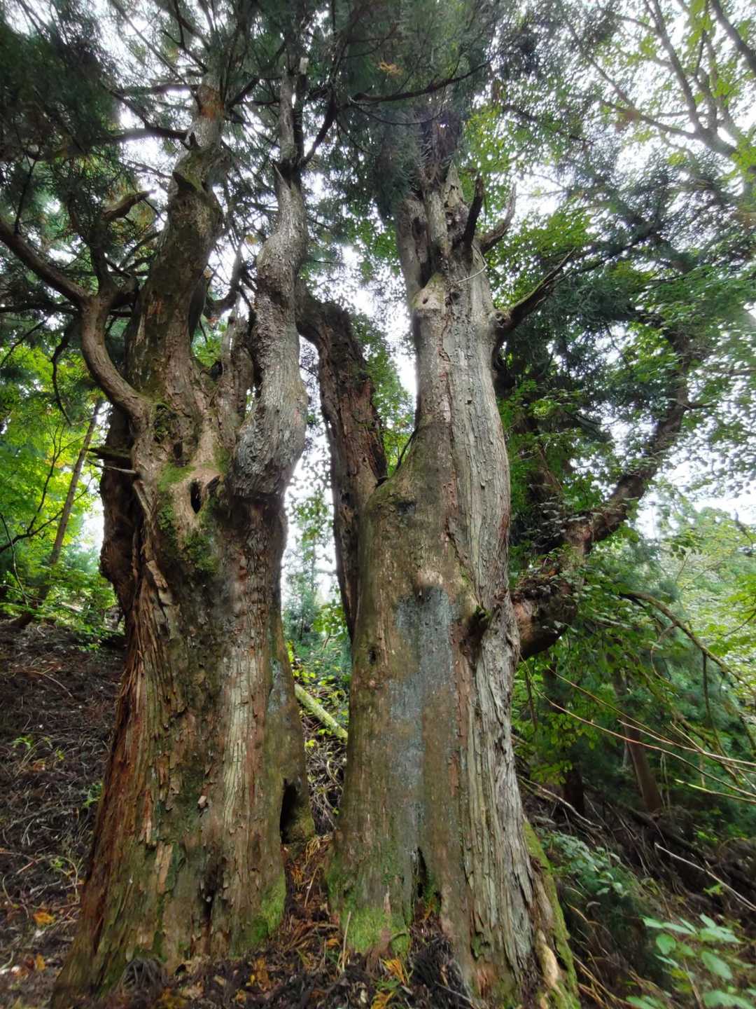 武奈ヶ岳-細川越 周回コースの写真