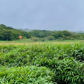 竜神平
少しお花巡りしました