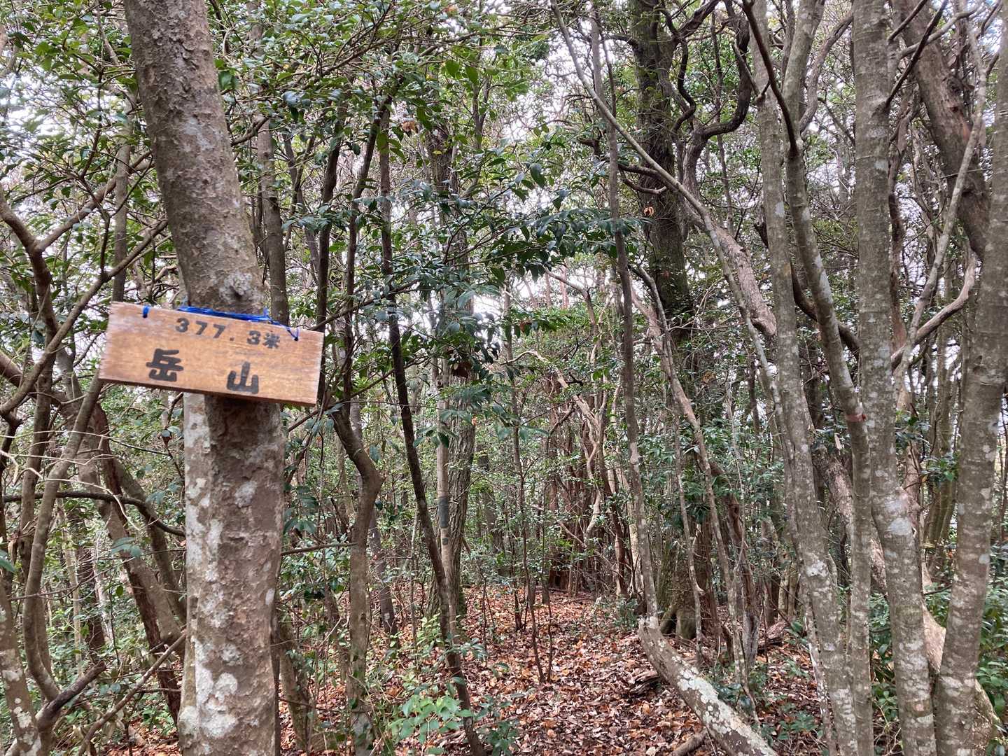 岳山⛰から下るルートで、ホント正規ルートわからないんだなぁ〜💦
ちゃんとしたルートをダウンロードしていませんでした。
道なりに進むで良かったんだ^_^