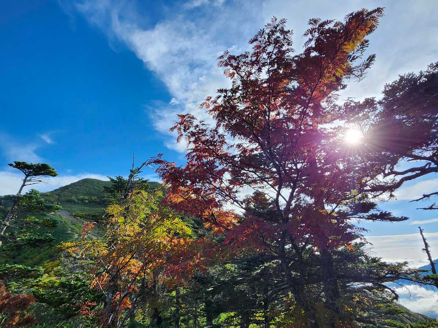紅葉を見つつ